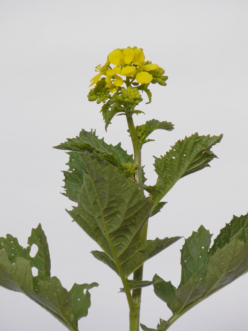 Изображение особи семейство Brassicaceae.