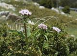 Valeriana tripteris