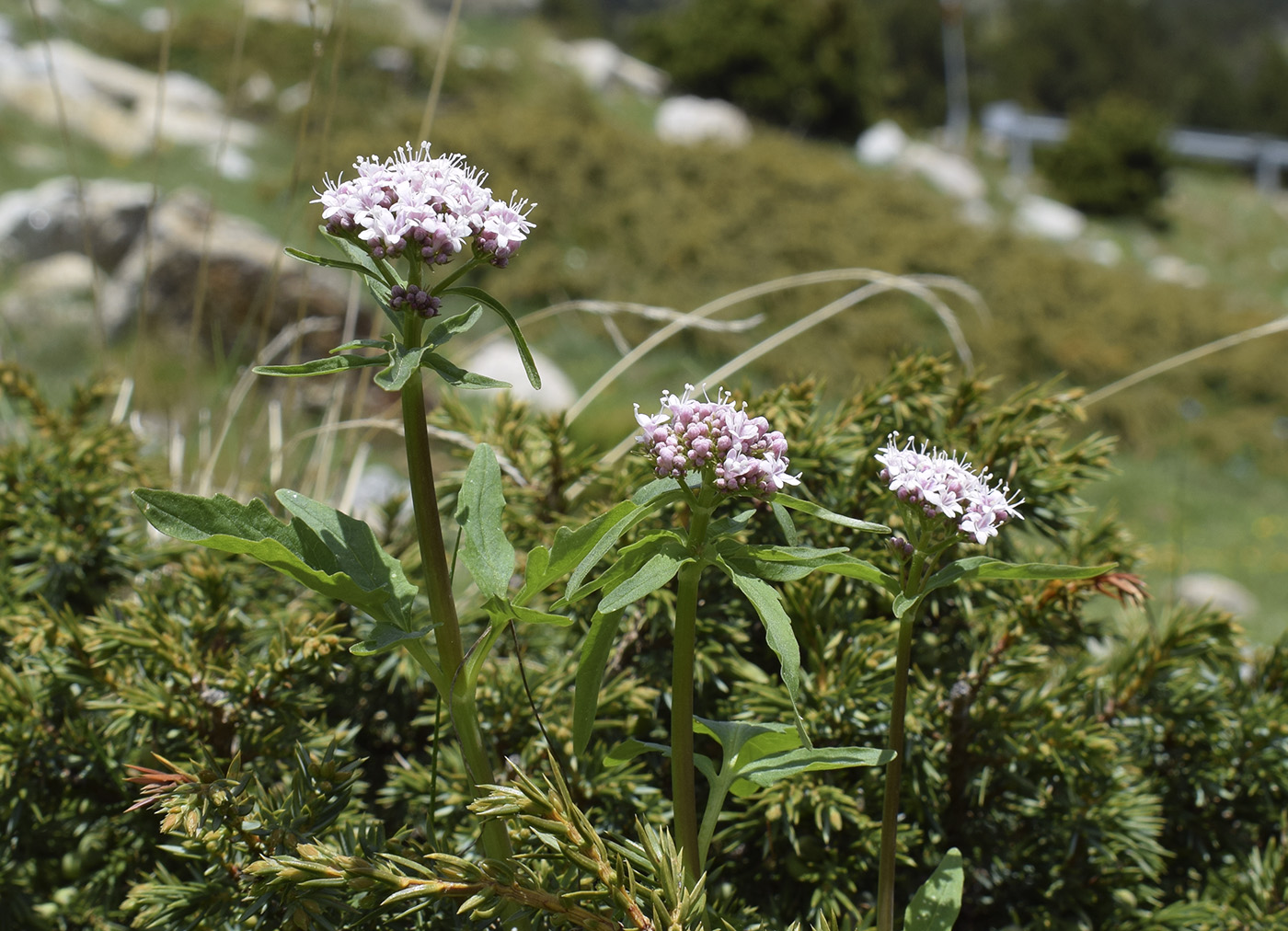 Изображение особи Valeriana tripteris.