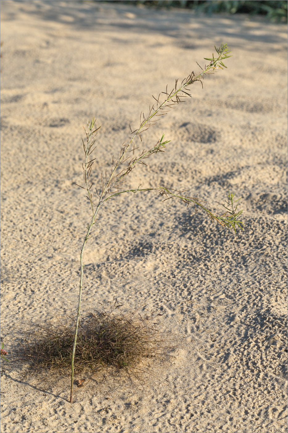 Изображение особи Erysimum cheiranthoides.