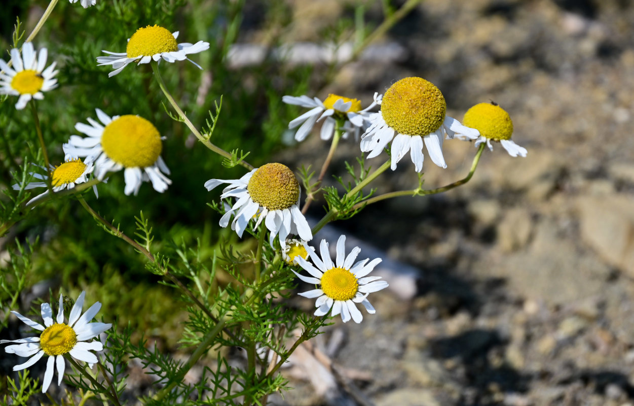 Изображение особи Tripleurospermum tetragonospermum.