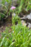 Erigeron venustus. Цветущее растение. Карачаево-Черкесия, Урупский р-н, хр. Загедан, Загеданские озёра, ≈ 2600 м н.у.м., морена, альпийский луг. 08.08.2023.