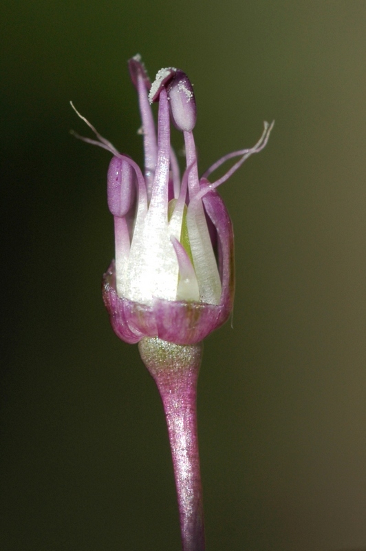 Image of Allium vineale specimen.