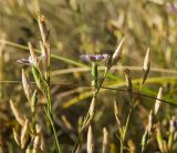 Dianthus uralensis. Верхушки цветущих и плодоносящих побегов. Оренбургская обл., Беляевский р-н, Донской сельсовет, Долгие Горы, степной склон. 5 сентября 2023 г.