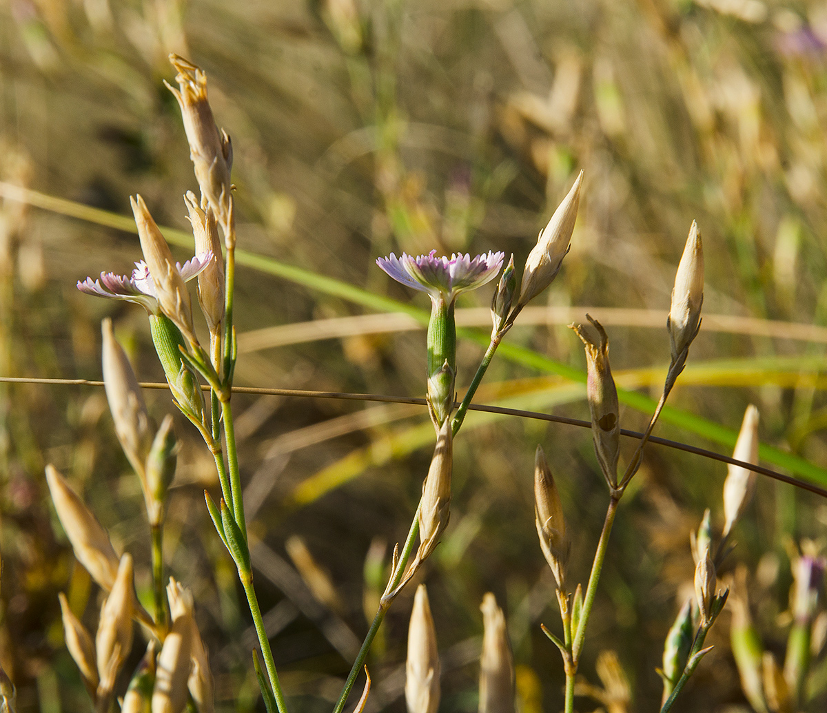 Image of Dianthus uralensis specimen.