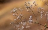 Gypsophila paniculata. Часть отцветающего соцветия. Оренбургская обл., Медногорский гор. округ, Блявинский карьер, каменистый склон. 04.07.2023.