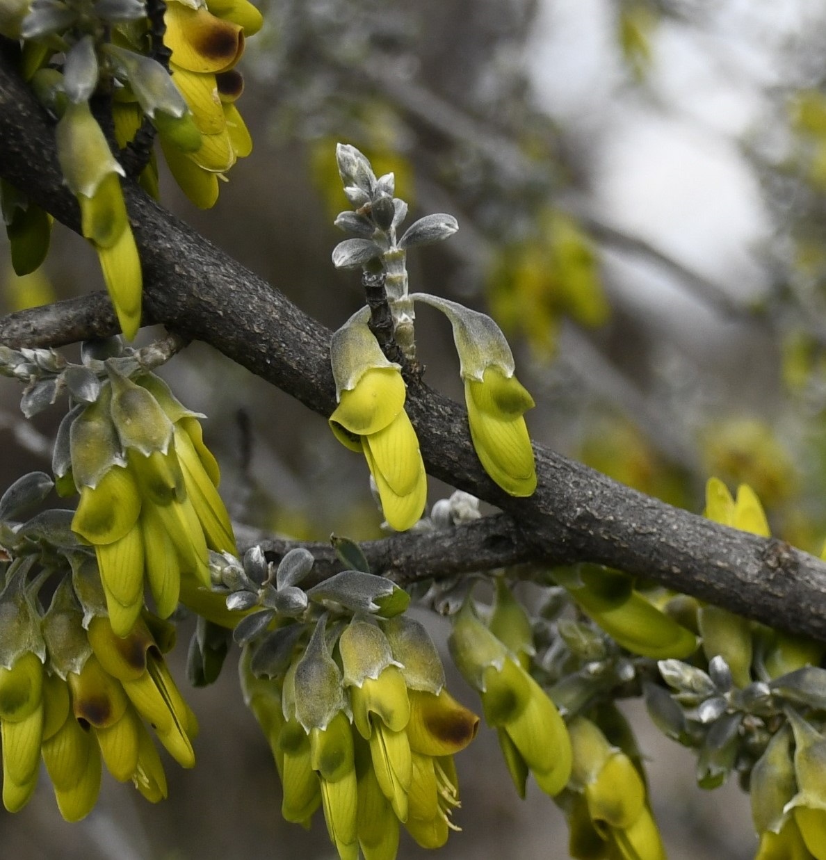 Изображение особи Anagyris foetida.