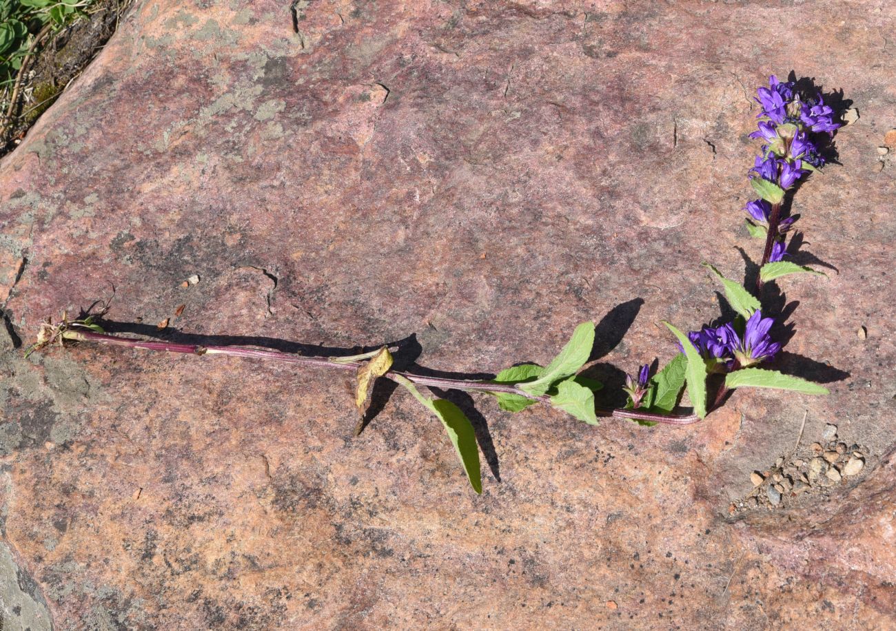 Изображение особи Campanula glomerata.