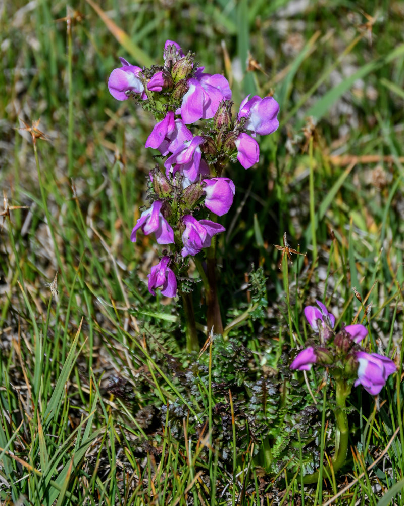 Изображение особи Pedicularis rhinanthoides.