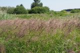 Calamagrostis canescens