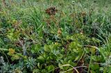 Ligusticum scoticum. Цветущее растение в сообществе с Artemisia. Сахалин, Корсаковский гор. округ, мыс Евстафия, приморский луг. 25.08.2022.