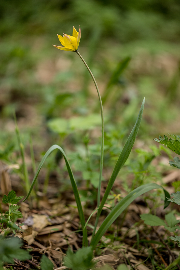 Изображение особи Tulipa biebersteiniana.