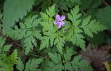 Geranium robertianum. Верхушка цветущего растения. Абхазия, Гудаутский р-н, Рицинский реликтовый национальный парк, долина р. Юпшара, широколиственный лес. 13.04.2024.