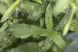 Campanula medium