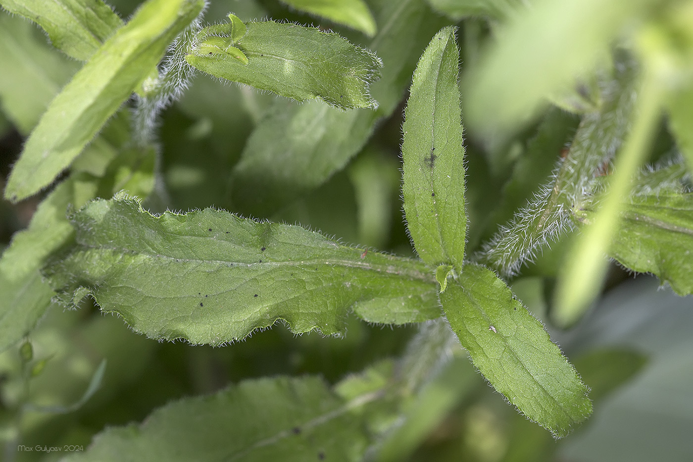 Image of Campanula medium specimen.
