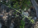 Campanula longistyla. Верхушка растения с соцветием в бутонах. Абхазия, Гудаутский р-н, окр. с. Лдза, галечно-песчаный склон. 15.04.2024.