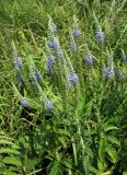 Veronica spicata