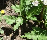 genus Heracleum