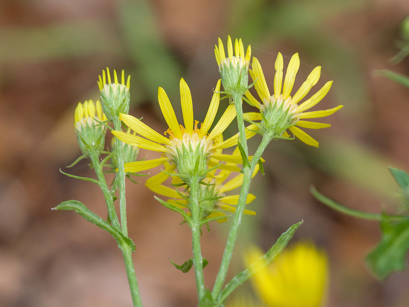 Image of Senecio grandidentatus specimen.