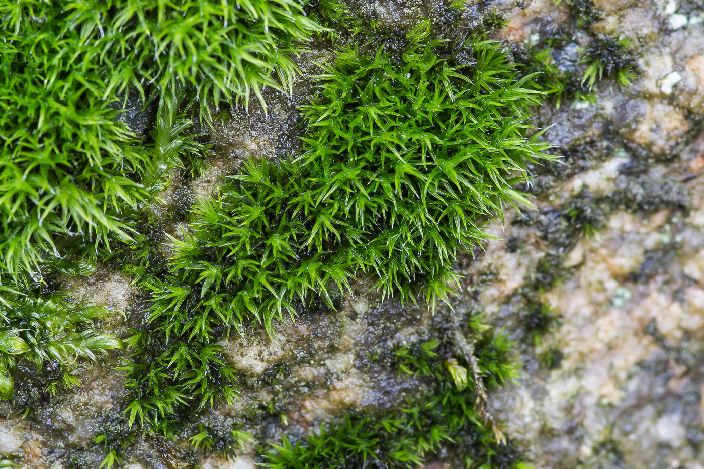 Image of genus Schistidium specimen.