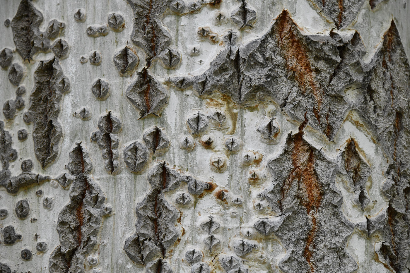 Image of Populus alba specimen.