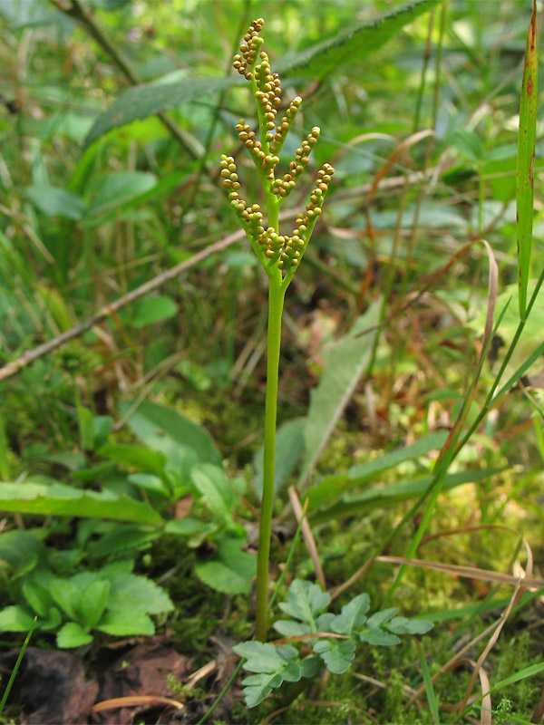 Image of Botrychium multifidum specimen.