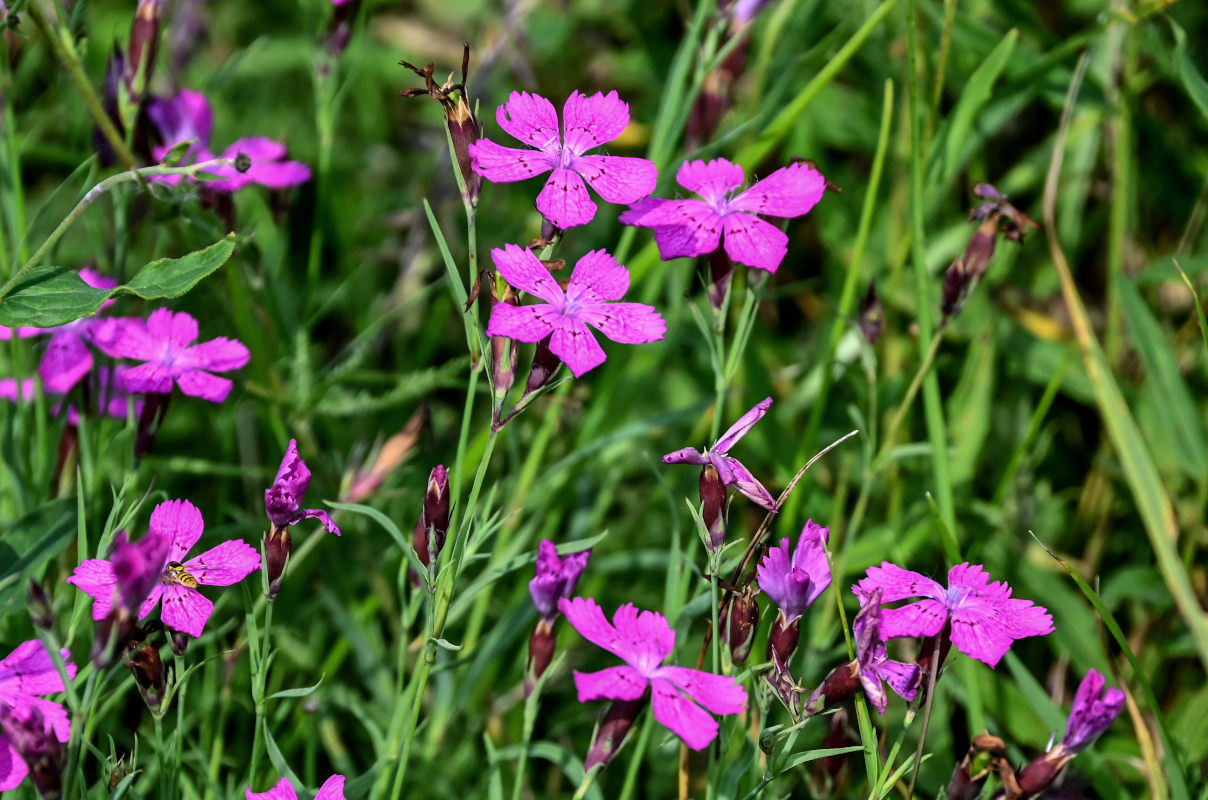Изображение особи Dianthus fischeri.