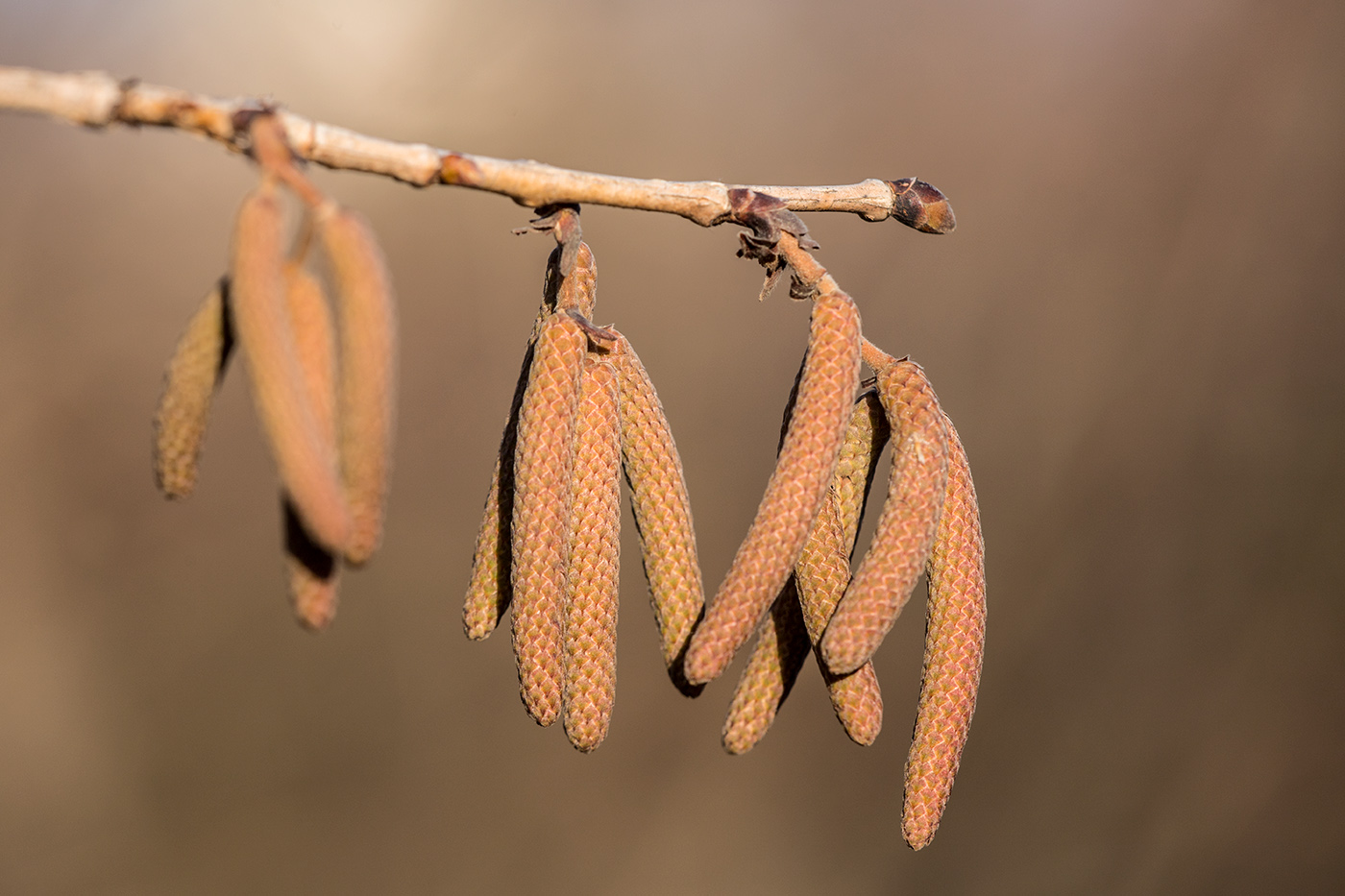 Image of Corylus colurna specimen.