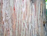 Cryptomeria japonica