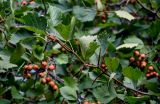 genus Crataegus. Верхушка ветви. Московская обл., г. Железнодорожный, в культуре. 26.08.2024.