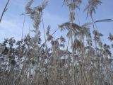 Phragmites australis