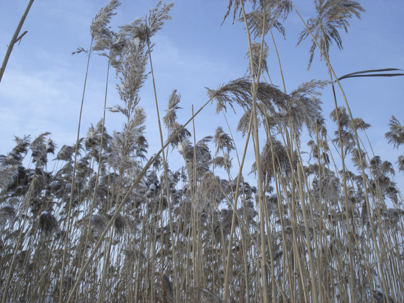 Image of Phragmites australis specimen.