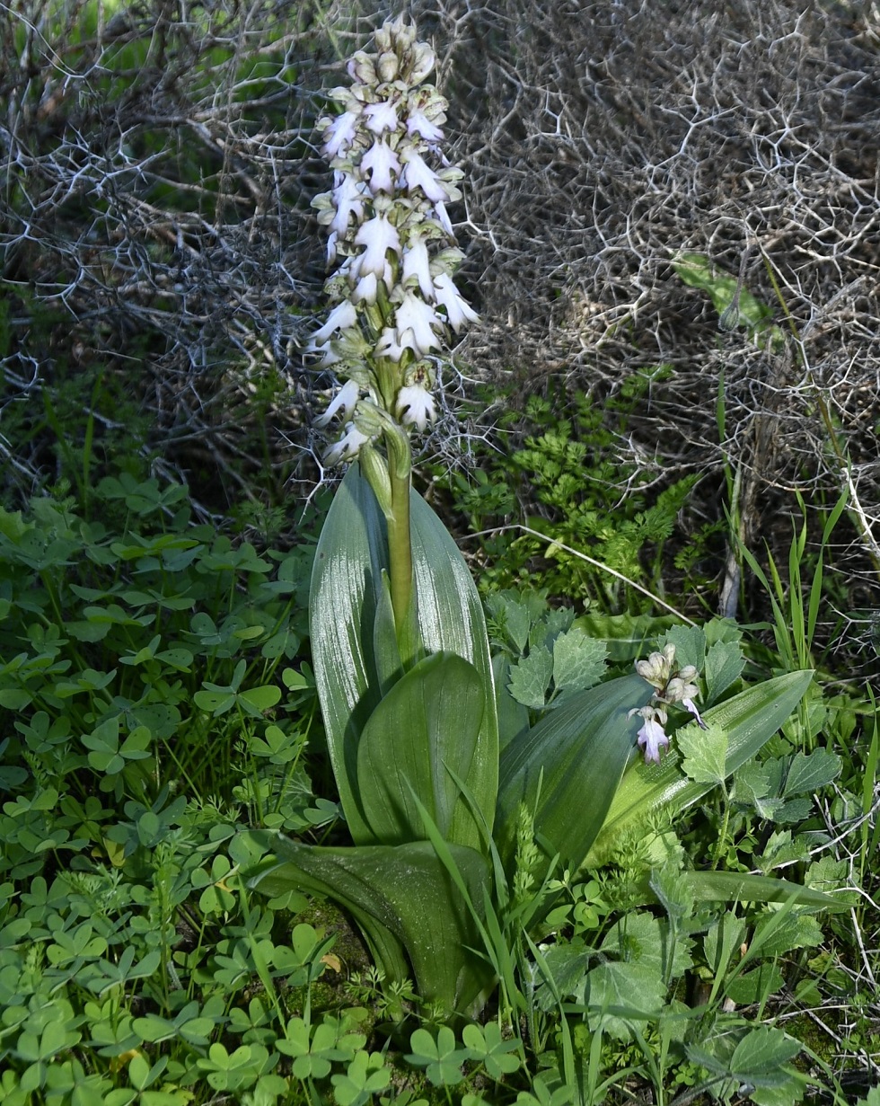 Image of Himantoglossum robertianum specimen.