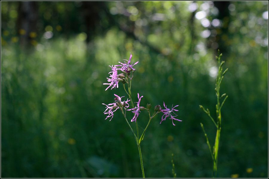 Изображение особи Coccyganthe flos-cuculi.