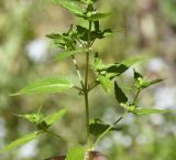 Mercurialis annua