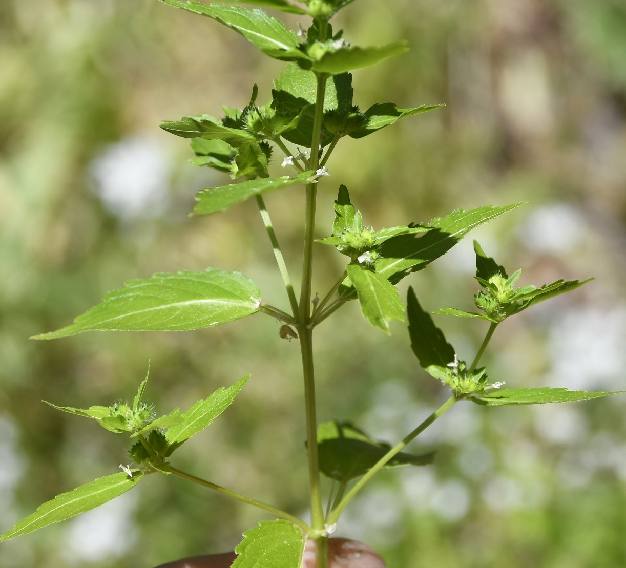 Image of Mercurialis annua specimen.