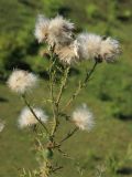 Cirsium vulgare