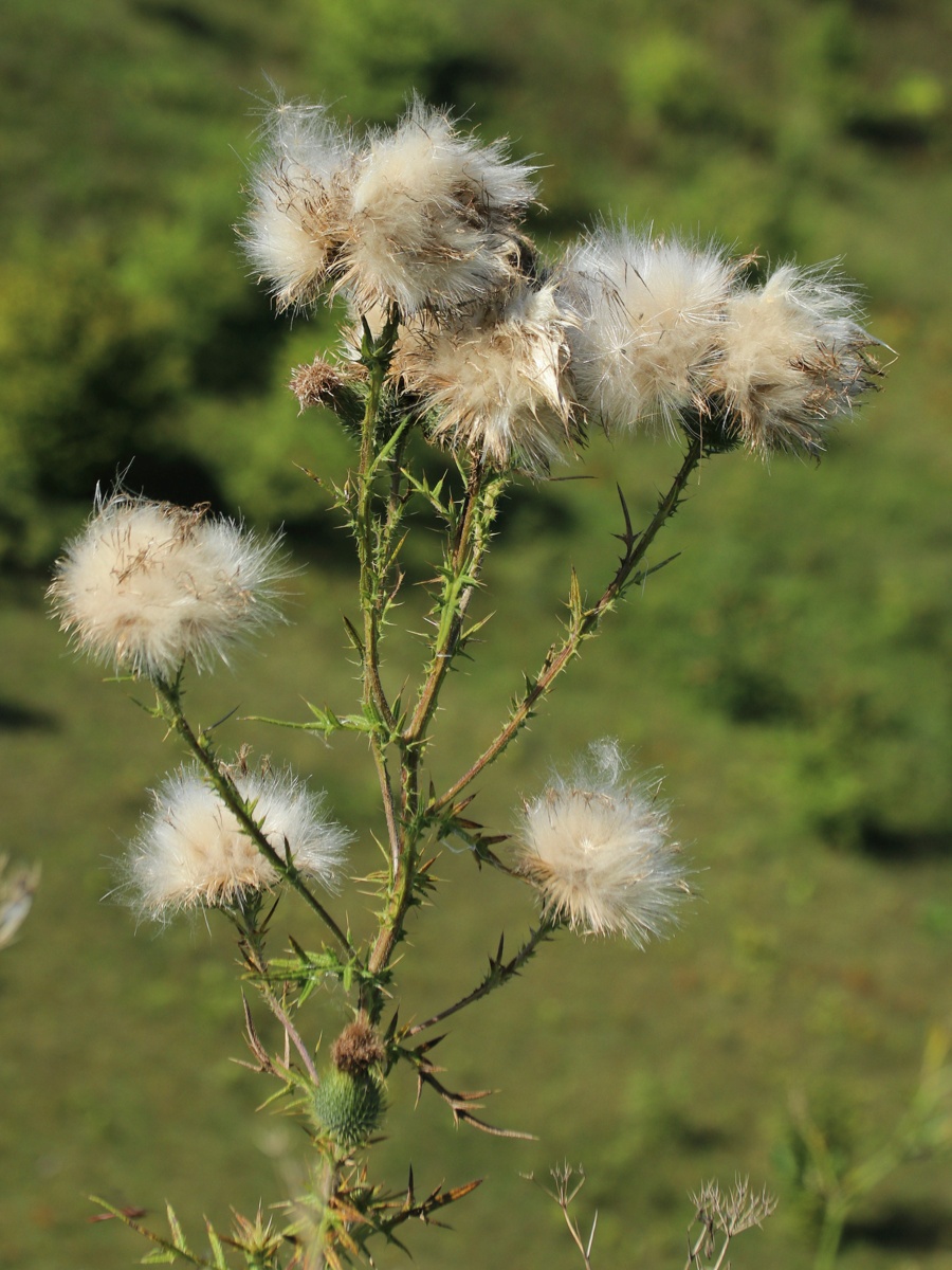 Изображение особи Cirsium vulgare.