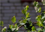 Lonicera caprifolium. Побеги с молодыми листьями. Московская обл., Раменский р-н, окр. дер. Хрипань, садовый участок. 24.04.2025.