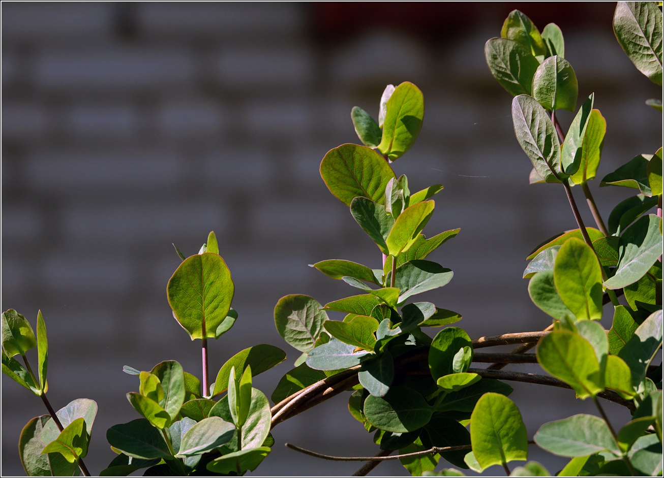 Image of Lonicera caprifolium specimen.