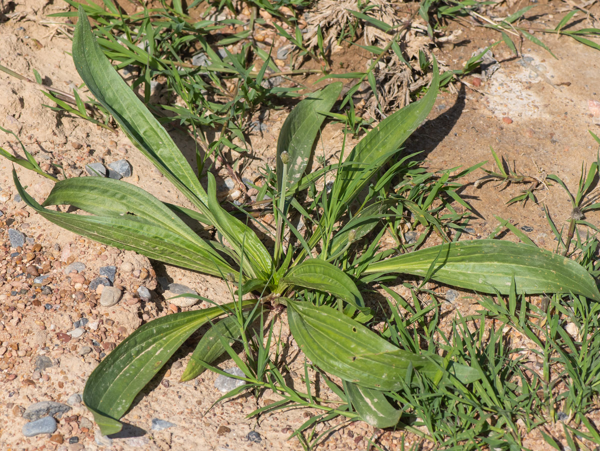 Image of Plantago lanceolata specimen.