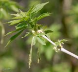 Acer negundo