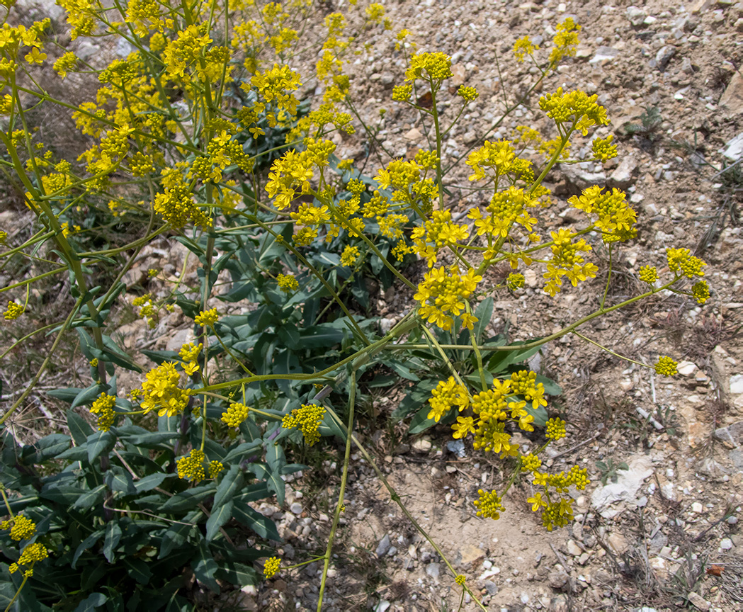 Image of Isatis tinctoria specimen.