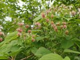 Cerasus maximowiczii