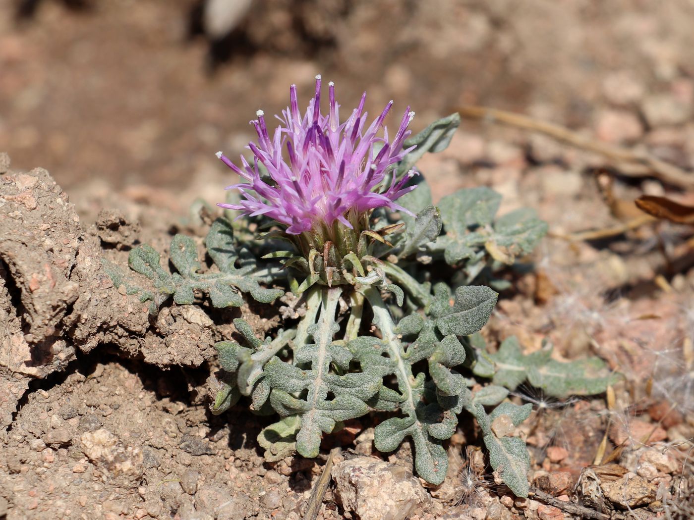 Image of Jurinea algida specimen.