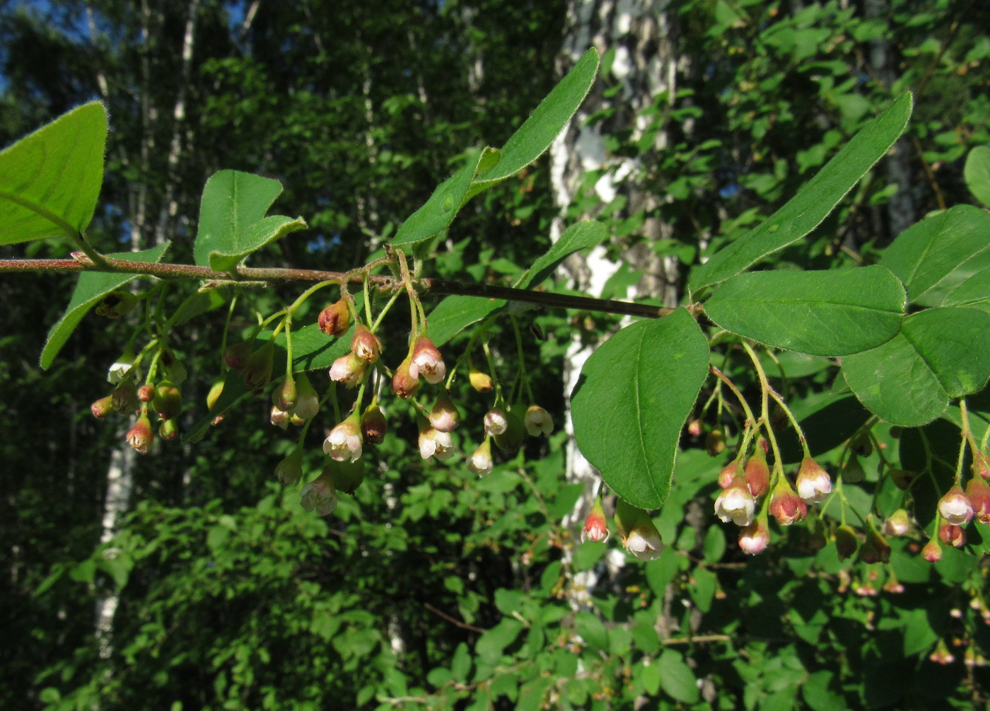 Image of Cotoneaster messerschmidtii specimen.