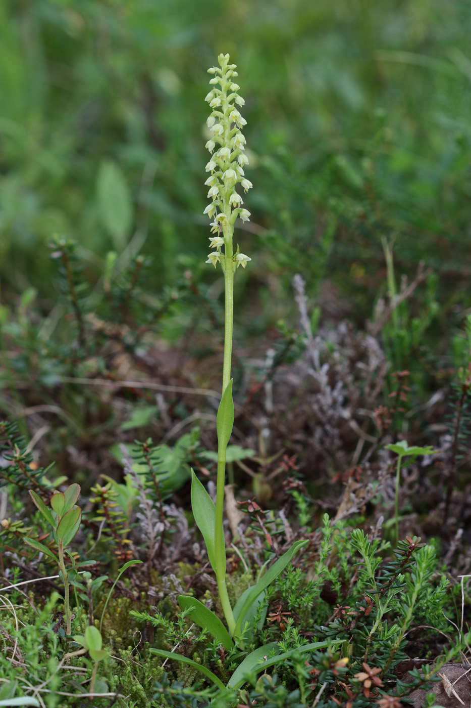Изображение особи Pseudorchis albida.