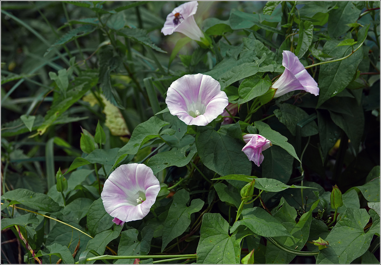Image of Calystegia spectabilis specimen.
