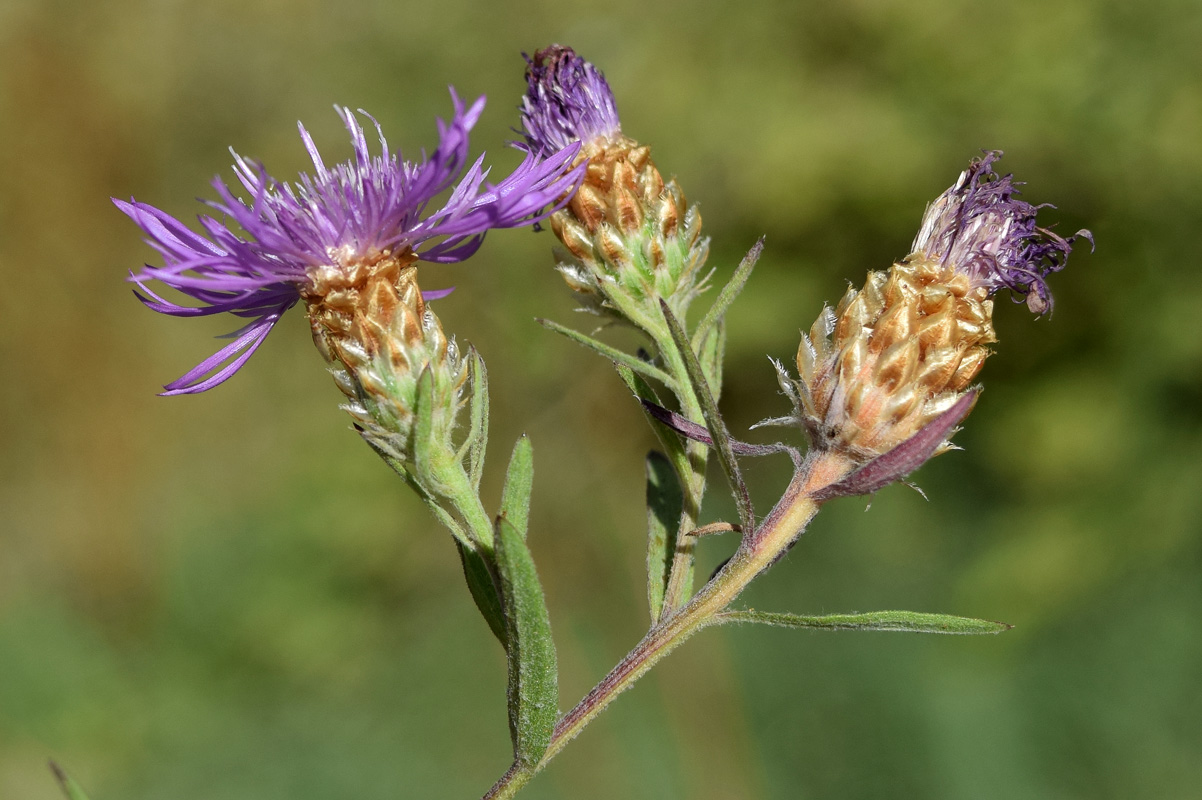 Изображение особи Centaurea jacea.