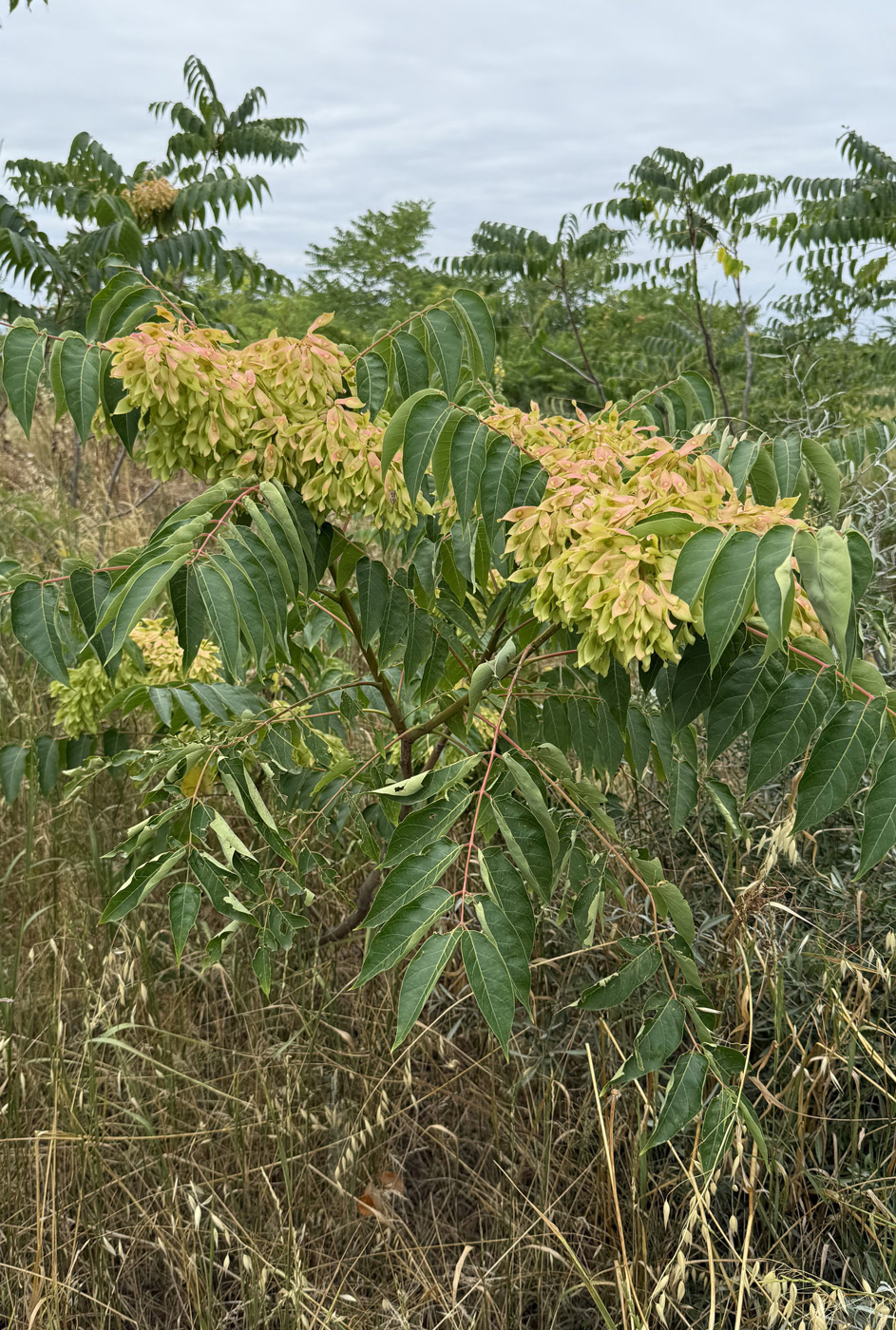 Image of Ailanthus altissima specimen.